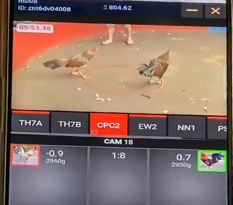Trường gà casino - quy tụ các giải đấu kịch tính, làm người chơi phấn khích 3 Không tới trường gà trực tiếp, có thể theo dõi trận đấu online